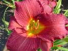 Little Wine Cup Daylily